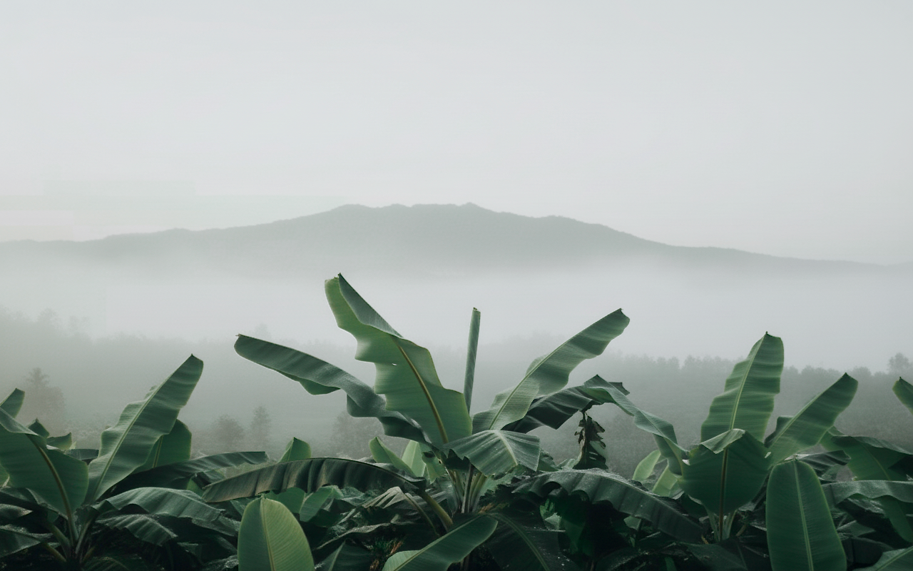 Bananenplantage im Nebel